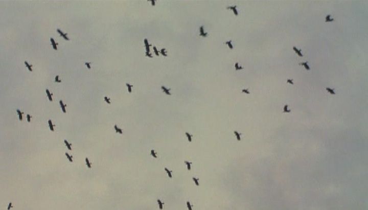 Clip TV Keshtzar haye sepid / The White Meadows